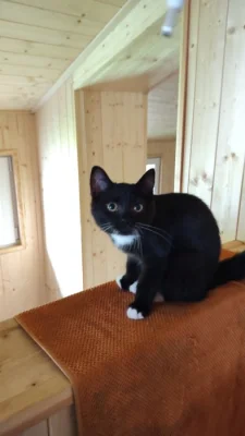 Krásná kočička Marcelka