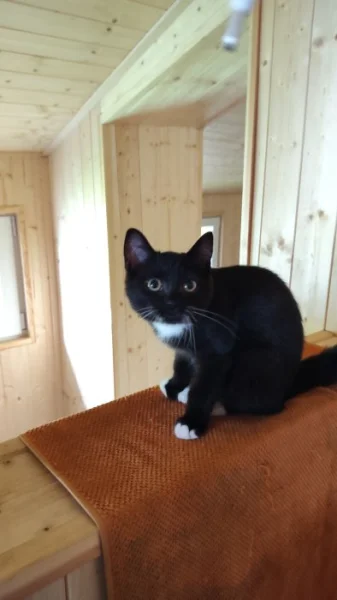 Krásná kočička Marcelka