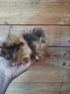 Morcatka