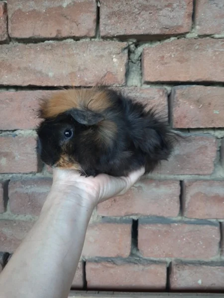 Morcatka