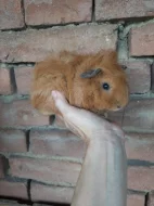 Morcatka