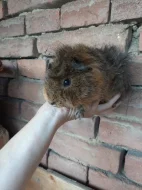 Morcatka