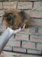 Morcatka