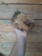 Morcatka