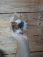 Morcatka