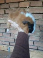 Morcatka