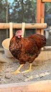 Dva letošní kohoutci zdrobnělých wyandotek