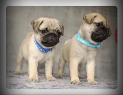 Mops s PP.FCI