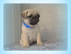 Mops s PP.FCI