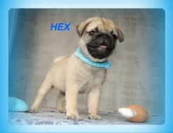 Mops s PP.FCI