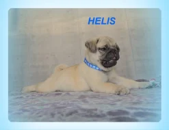 Mops s PP.FCI