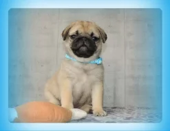 Mops s PP.FCI