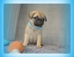 Mops s PP.FCI