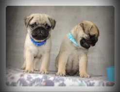 Mops s PP.FCI