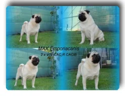 Mops s PP.FCI