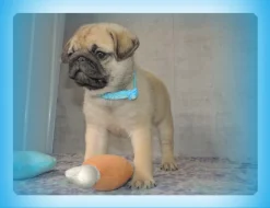 Mops s PP.FCI