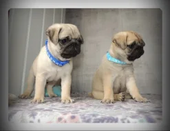 Mops s PP.FCI