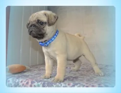 Mops s PP.FCI