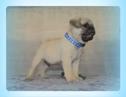 Mops s PP.FCI