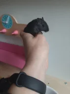 Piskomil