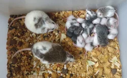Mastomyši /krysa malá/