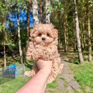 Maltipoo
