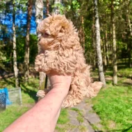 Maltipoo