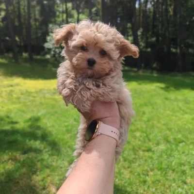 Maltipoo