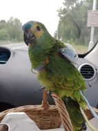 Amazoňan modročelý