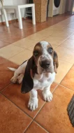 BASSET HOUND – štěně bez PP, k odběru ihned