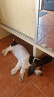 BASSET HOUND – štěně bez PP, k odběru ihned