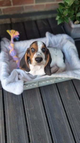 BASSET HOUND – štěně bez PP, k odběru ihned