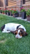 BASSET HOUND – štěně bez PP, k odběru ihned