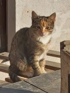 Darujeme do dobrých rukou tříbarevnou kočičku