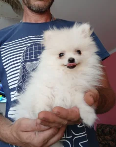 Pomeranian mini fenečka