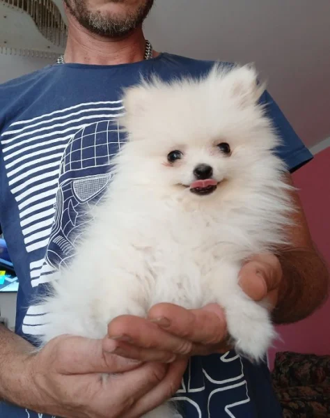 Pomeranian mini fenečka