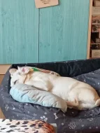 Daruji pejska do dobrých rukou.