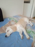 Daruji pejska do dobrých rukou.