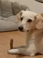 Daruji pejska do dobrých rukou.