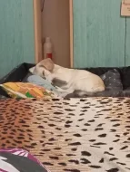 Daruji pejska do dobrých rukou.