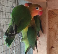 Agapornis Fischeri