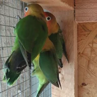 Agapornis Fischeri