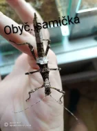 SPĚCHÁ - Strašilky