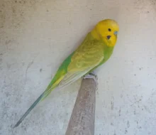 Andulky