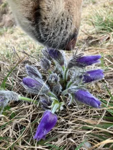 Venčení a hlídání🐾