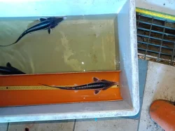 Vyza Velká největší zástupce jesetera