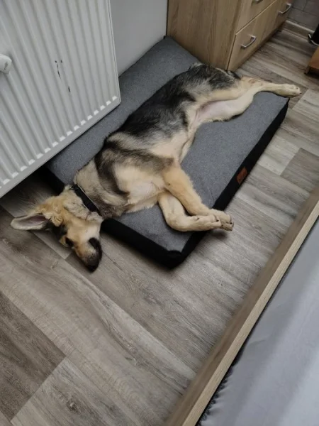 Štěně Fenka Německý ovčák / Švýcarský ovčák