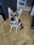 Štěně Fenka Německý ovčák / Švýcarský ovčák