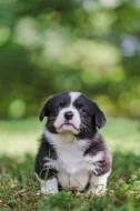 Welsh corgi cardigan