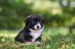 Welsh corgi cardigan